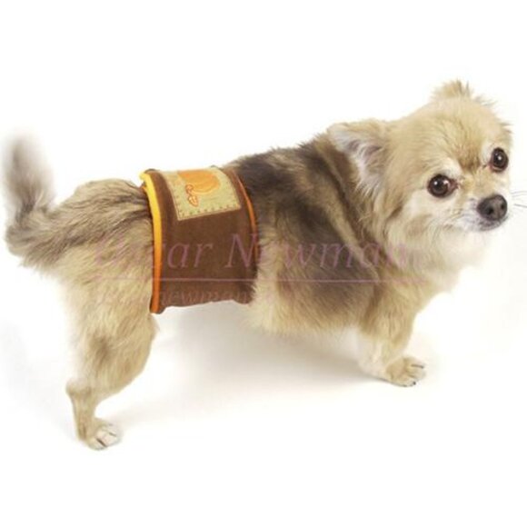 Pumpkin Patch Belly Band by Oscar Newman - XXS - Picture 2 of 2